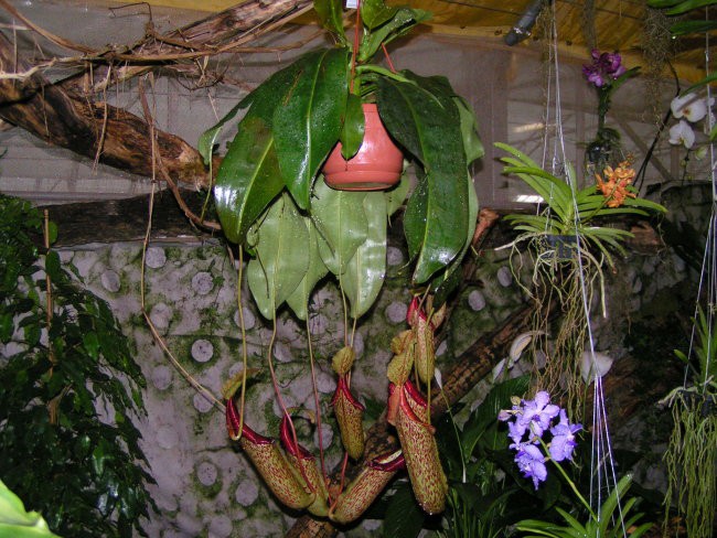 Razstava orhidej-kurbus - foto povečava