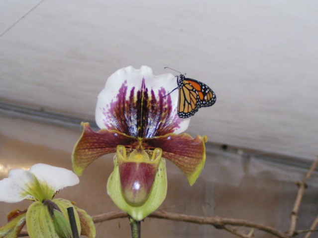 Razstava orhidej-kurbus - foto