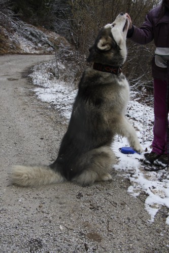 Dovje - Aska in Ginka - 3.2.2008-b - foto povečava