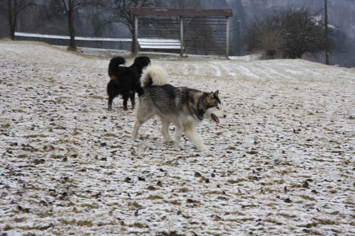 Dovje - Aska in Ginka - 3.2.2008-b - foto povečava