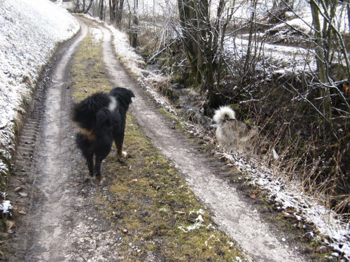 Dovje - Aska in Ginka - 3.2.2008-s - foto povečava