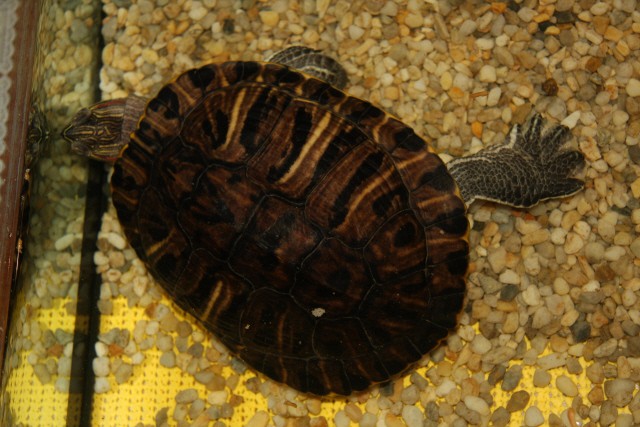 Želvak Patrik - foto povečava