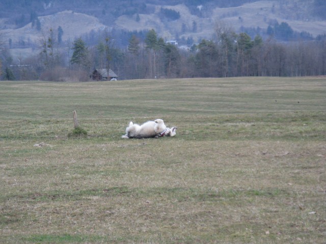 Februar 2008-s - foto povečava