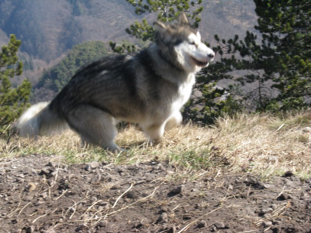 Polhograjska Grmada - Aska, Tara, Panaja, Bet - foto