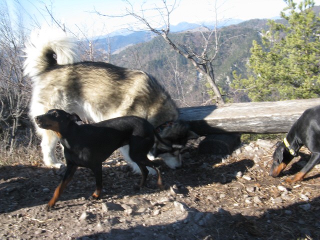 Polhograjska Grmada - Aska, Tara, Panaja, Bet - foto povečava