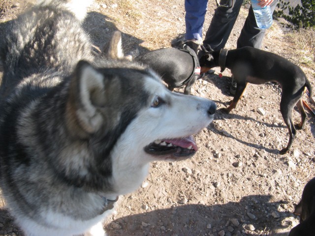 Polhograjska Grmada - Aska, Tara, Panaja, Bet - foto