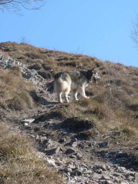 Polhograjska Grmada - Aska, Tara, Panaja, Bet - foto povečava