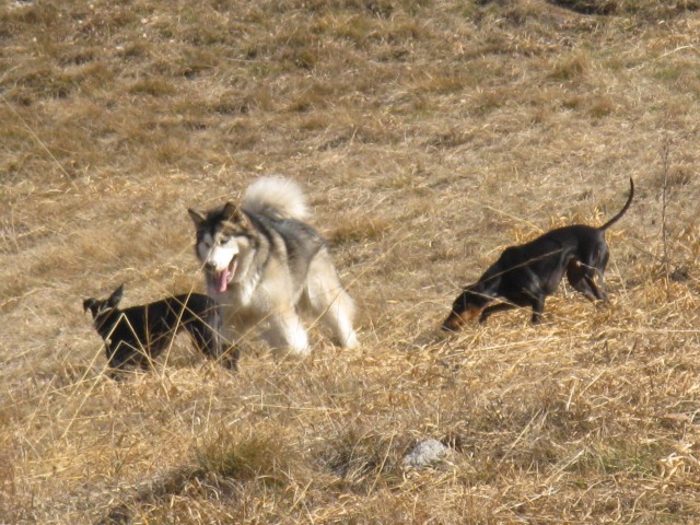 Polhograjska Grmada - Aska, Tara, Panaja, Bet - foto