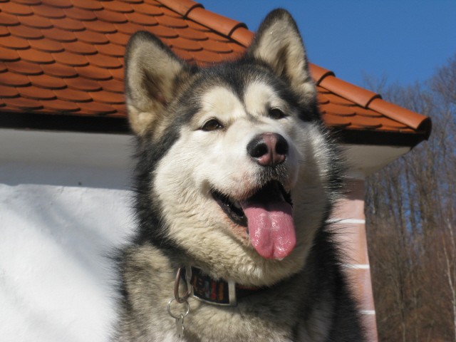 Polhograjska Grmada - Aska, Tara, Panaja, Bet - foto povečava