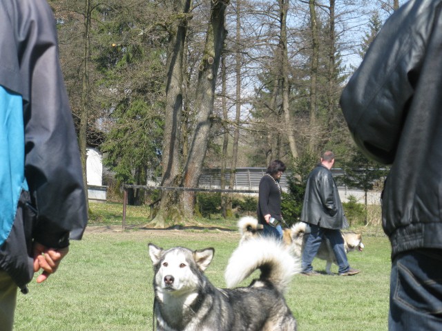 Spomladanski vzrejni pregled FCI 5 - 30.3.200 - foto