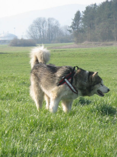 Zajčja dobrava - Aska in Lum - 6.4.2008 - foto povečava