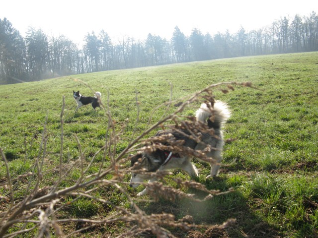 Zajčja dobrava - Aska in Lum - 6.4.2008 - foto povečava