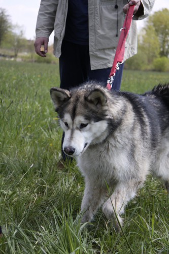 Brezovica - Aska na obisku pri MT-jčkih - 26. - foto povečava