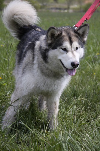 Brezovica - Aska na obisku pri MT-jčkih - 26. - foto povečava