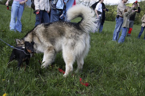 Brezovica - Aska na obisku pri MT-jčkih - 26. - foto povečava