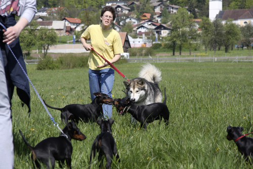 Brezovica - Aska na obisku pri MT-jčkih - 26. - foto povečava