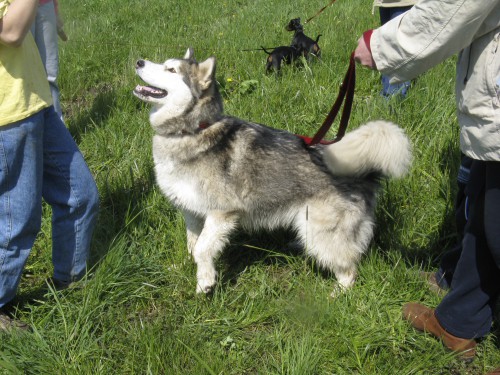 Brezovica - Aska na obisku pri MT-jčkih - 26. - foto