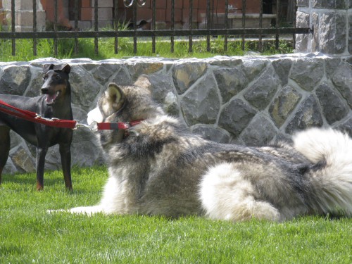 Brezovica - Aska na obisku pri MT-jčkih - 26. - foto povečava