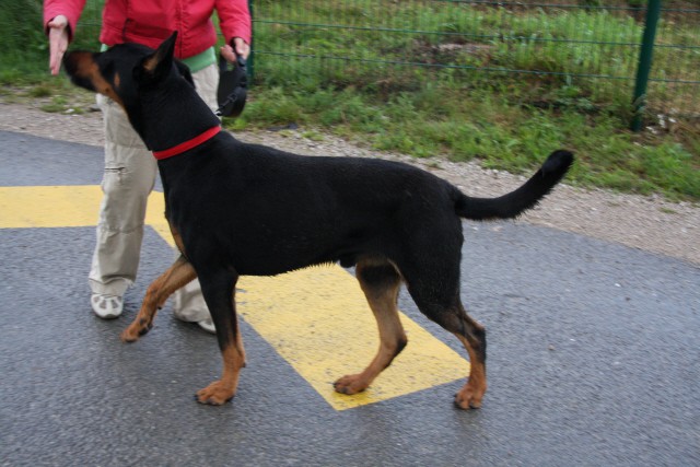 Obalno zavetišče - 7.6.2008 - foto