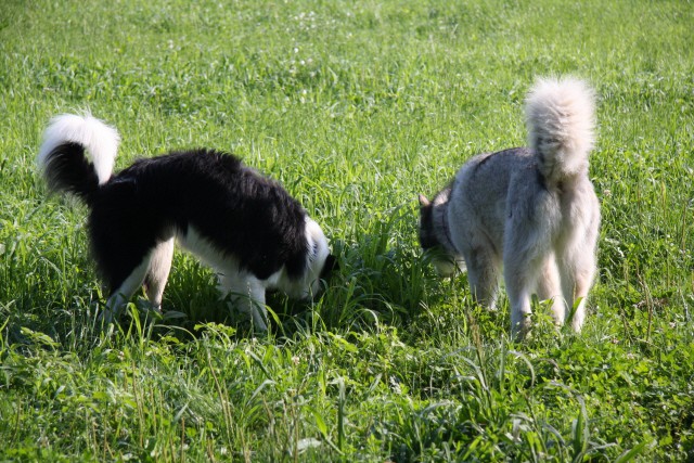 Zajčja dobrava - Aska in Lum - 20.7.2008 - foto