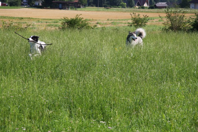 Zajčja dobrava - Aska in Lum - 20.7.2008 - foto povečava