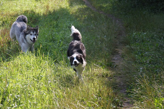 Zajčja dobrava - Aska in Lum - 20.7.2008 - foto povečava