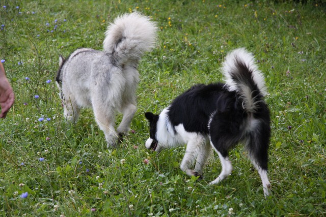 Zajčja dobrava - Aska in Lum - 20.7.2008 - foto povečava