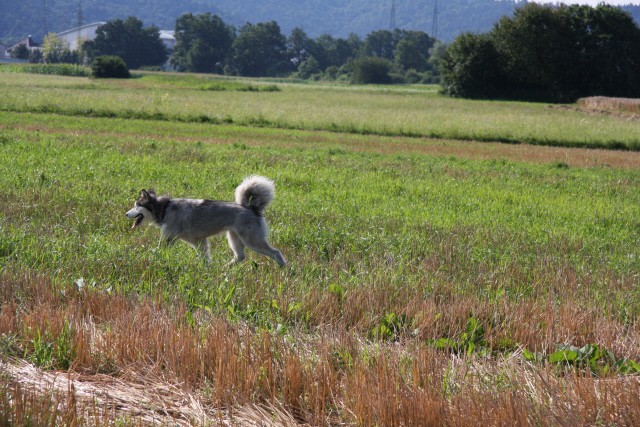 Zajčja dobrava - Aska in Lum - 20.7.2008 - foto