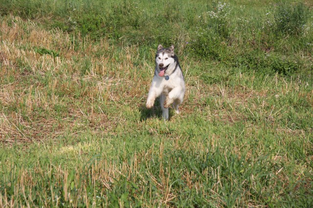 Zajčja dobrava - Aska in Lum - 20.7.2008 - foto