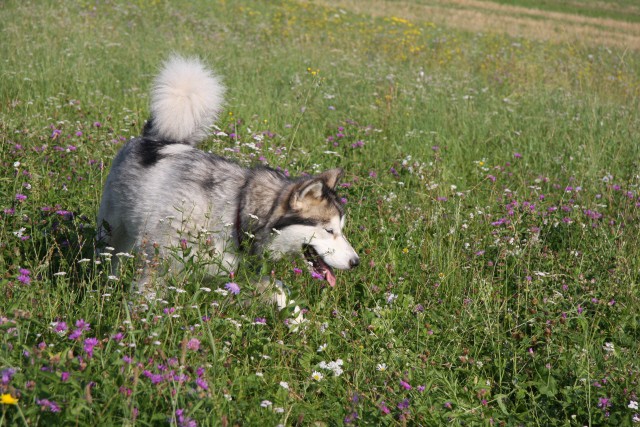 Zajčja dobrava - Aska in Lum - 20.7.2008 - foto povečava