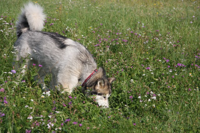 Zajčja dobrava - Aska in Lum - 20.7.2008 - foto povečava