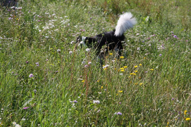 Zajčja dobrava - Aska in Lum - 20.7.2008 - foto