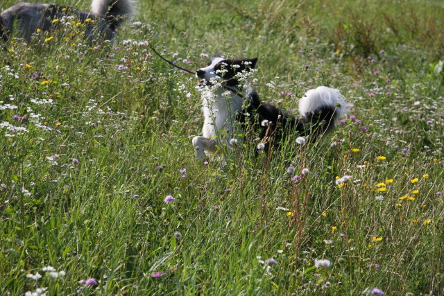 Zajčja dobrava - Aska in Lum - 20.7.2008 - foto