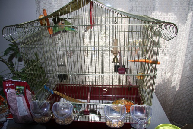Papagaja Ali in Ora - foto povečava