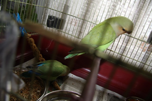 Papagaja Ali in Ora - foto