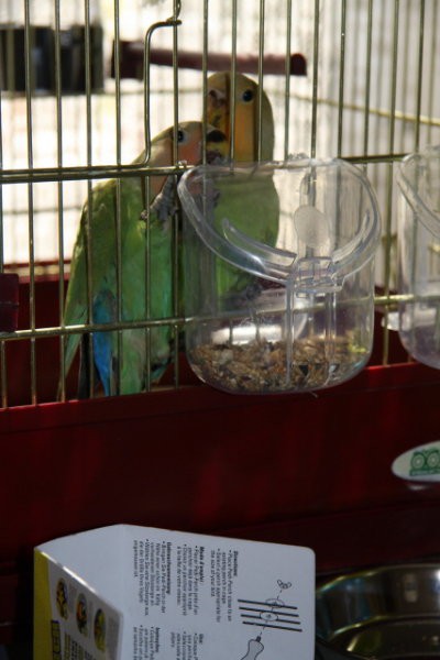 Papagaja Ali in Ora - foto
