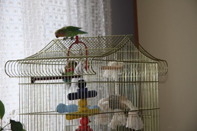 Papagaja Ali in Ora - foto povečava