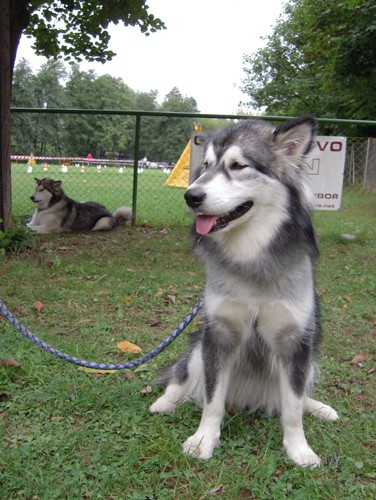 KD Maribor - Aska in Lity - 14.9.2008 - foto povečava