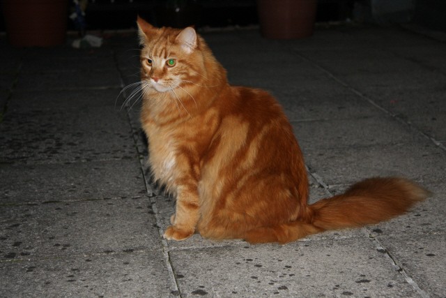 Main Coon Beny - 20.9.2008 - foto