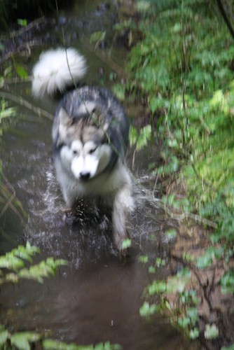 Aska in Chiba - 25.9.2008 - foto povečava