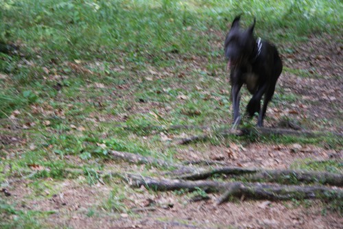 Aska in Chiba - 25.9.2008 - foto povečava