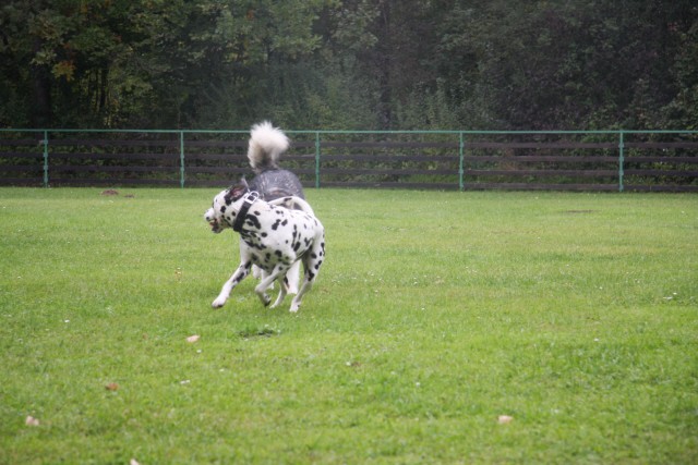 Mojepes srečanje - Varpolje - 27.9.2008 - foto