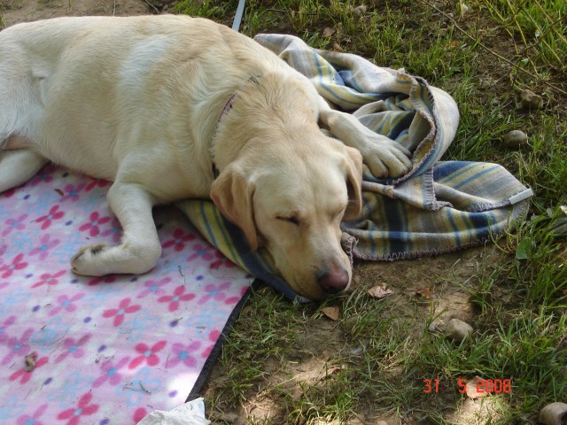 Agility tekma - KD Maribor - 31.5.2008 - foto povečava