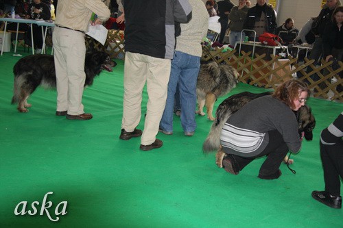 CAC Winter Winner, Celje - 22.2.2009 - b - foto povečava