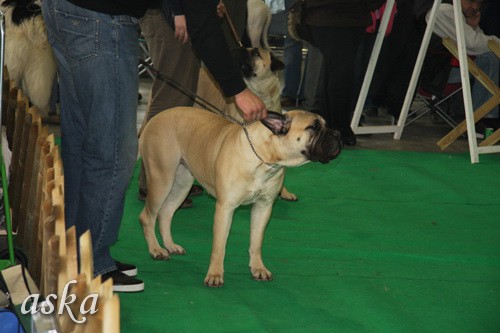 CAC Winter Winner, Celje - 22.2.2009 - b - foto povečava