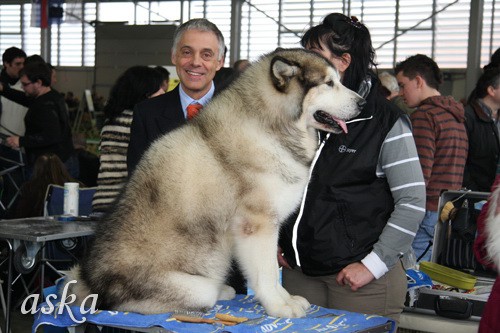 CAC Winter Winner, Celje - 22.2.2009 - b - foto povečava