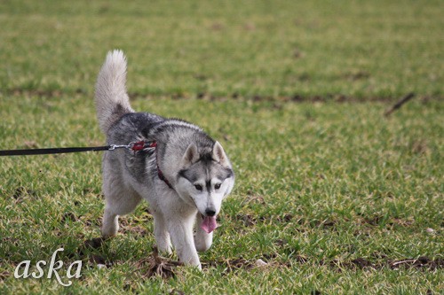 Mengeško polje - Aska, Alba in Lum - 7.3.2009 - foto povečava