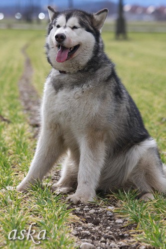 Mengeško polje - Aska, Alba in Lum - 7.3.2009 - foto povečava