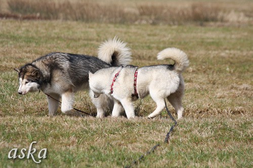 Mengeško polje - Aska, Alba in Lum - 7.3.2009 - foto povečava