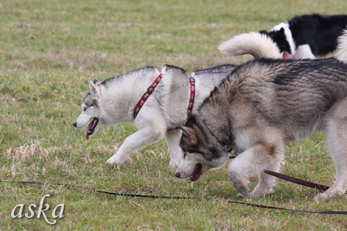 Mengeško polje - Aska, Alba in Lum - 7.3.2009 - foto povečava